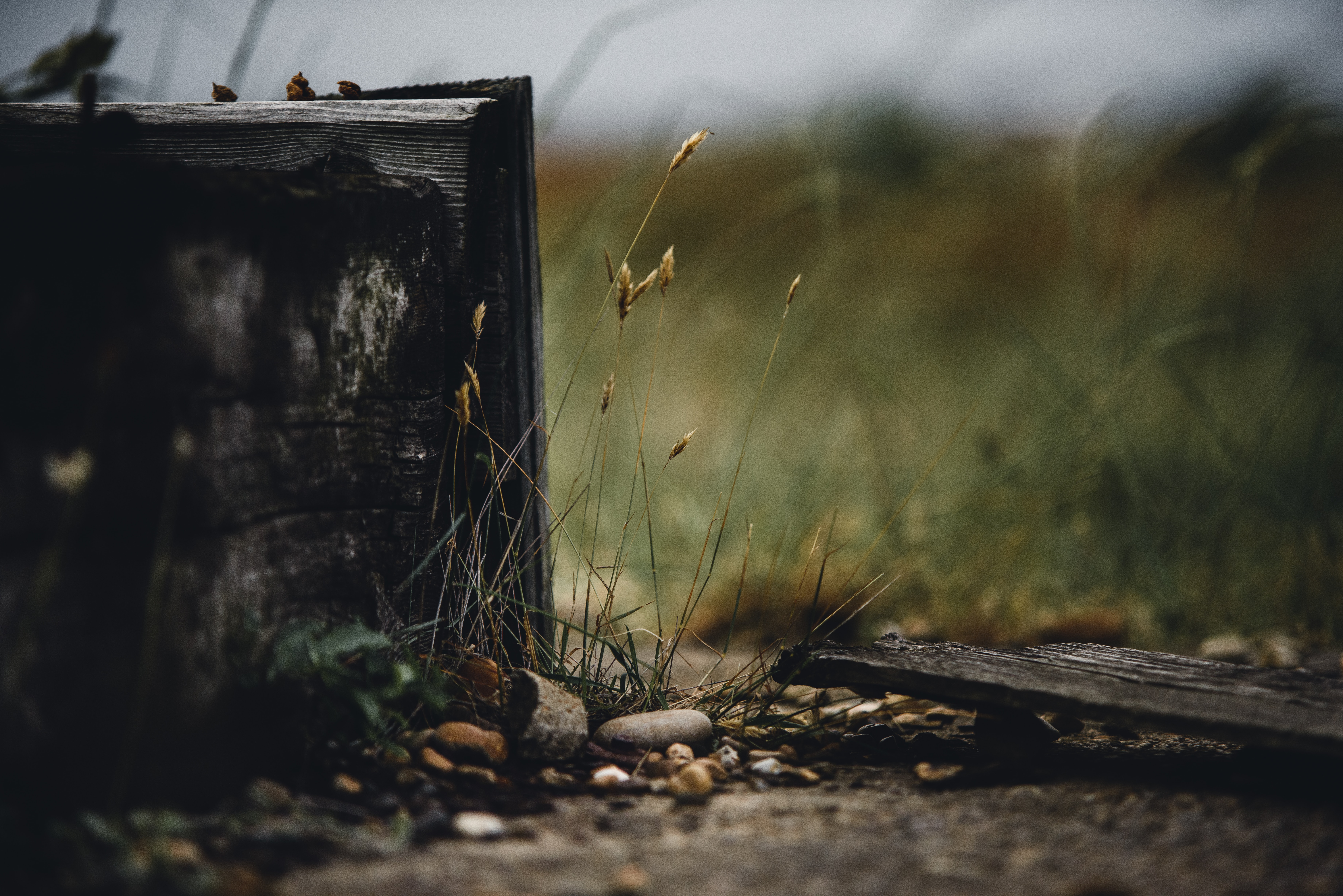 a_grass_growing_out_of_a_wood_box