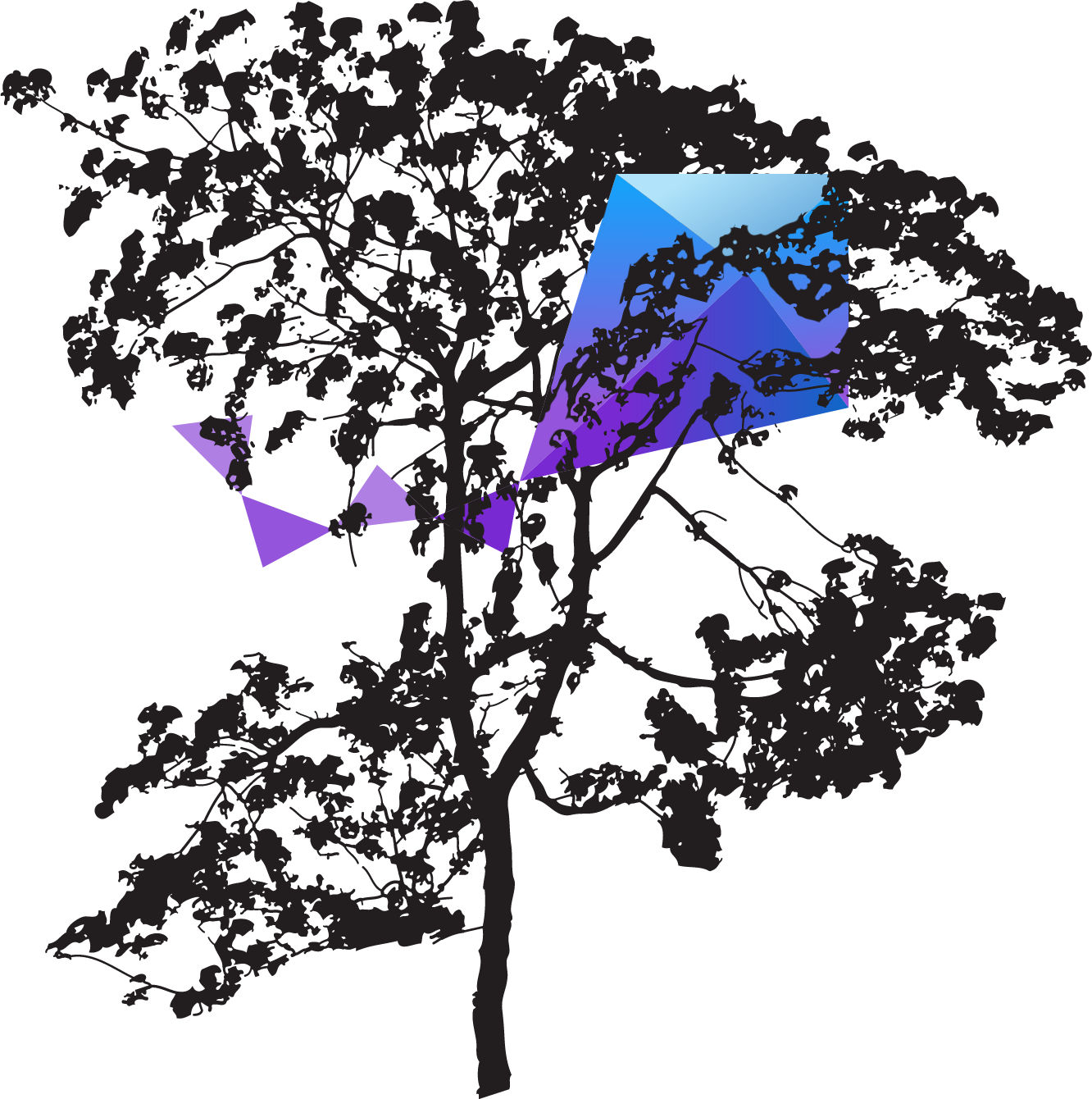 images/Zephyr-Kite-in-tree.png