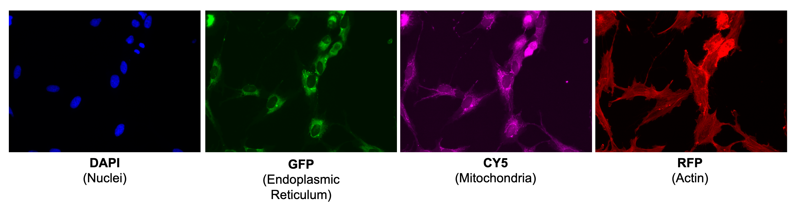 Modified_CellPainting_Plate3.png