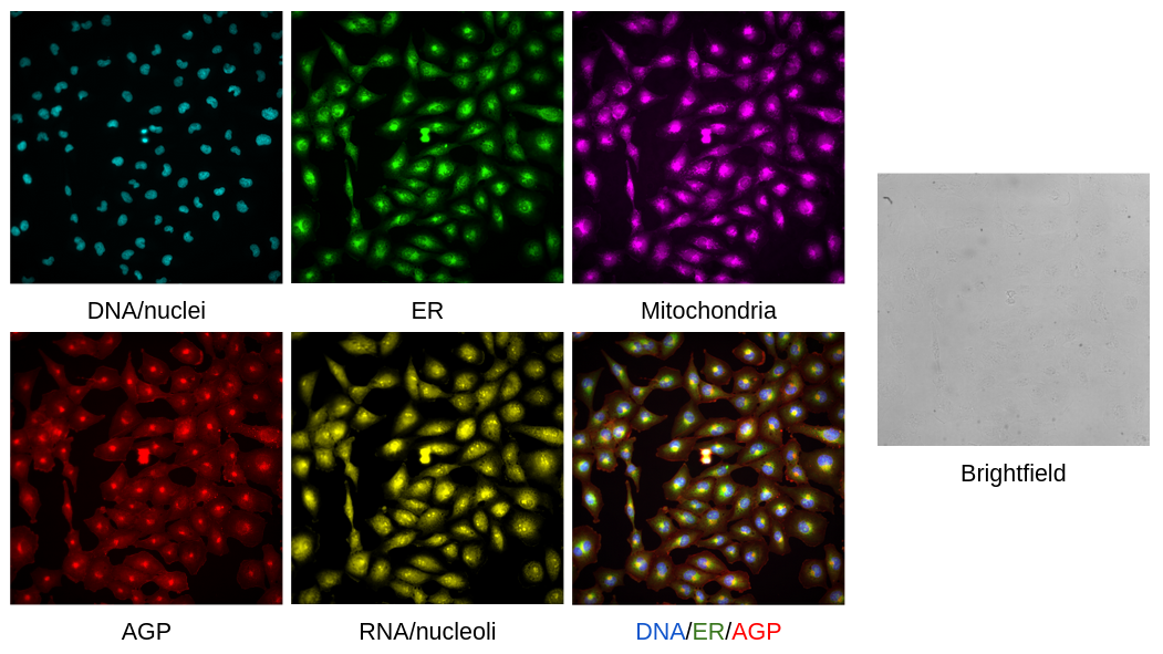 Example Cell Painting