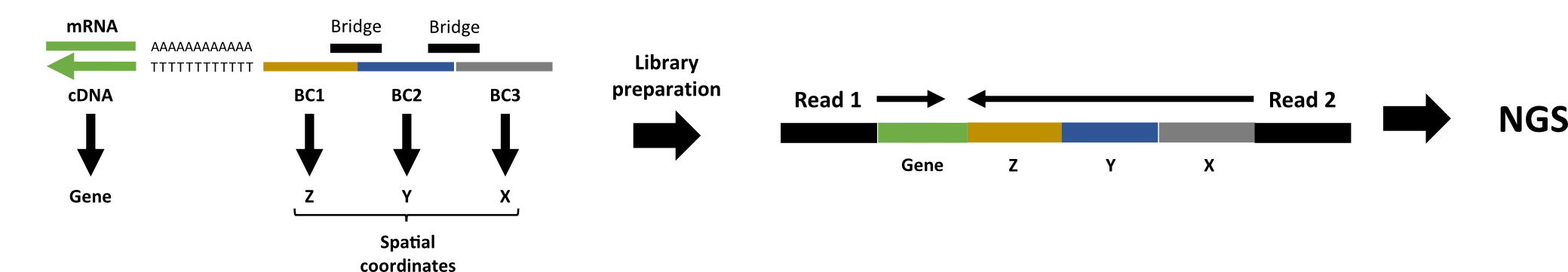 readstructure