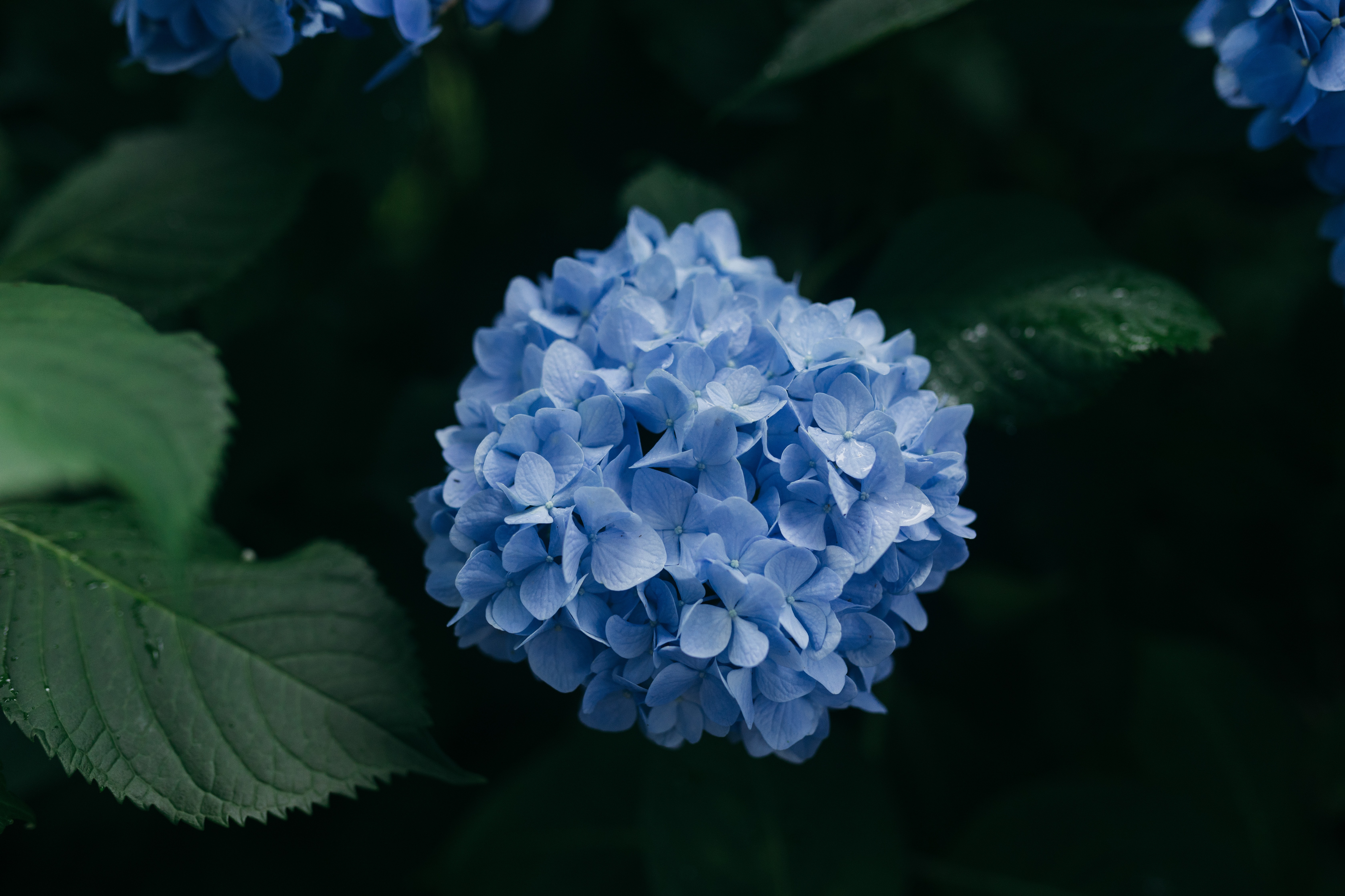 a_blue_flower_with_green_leaves