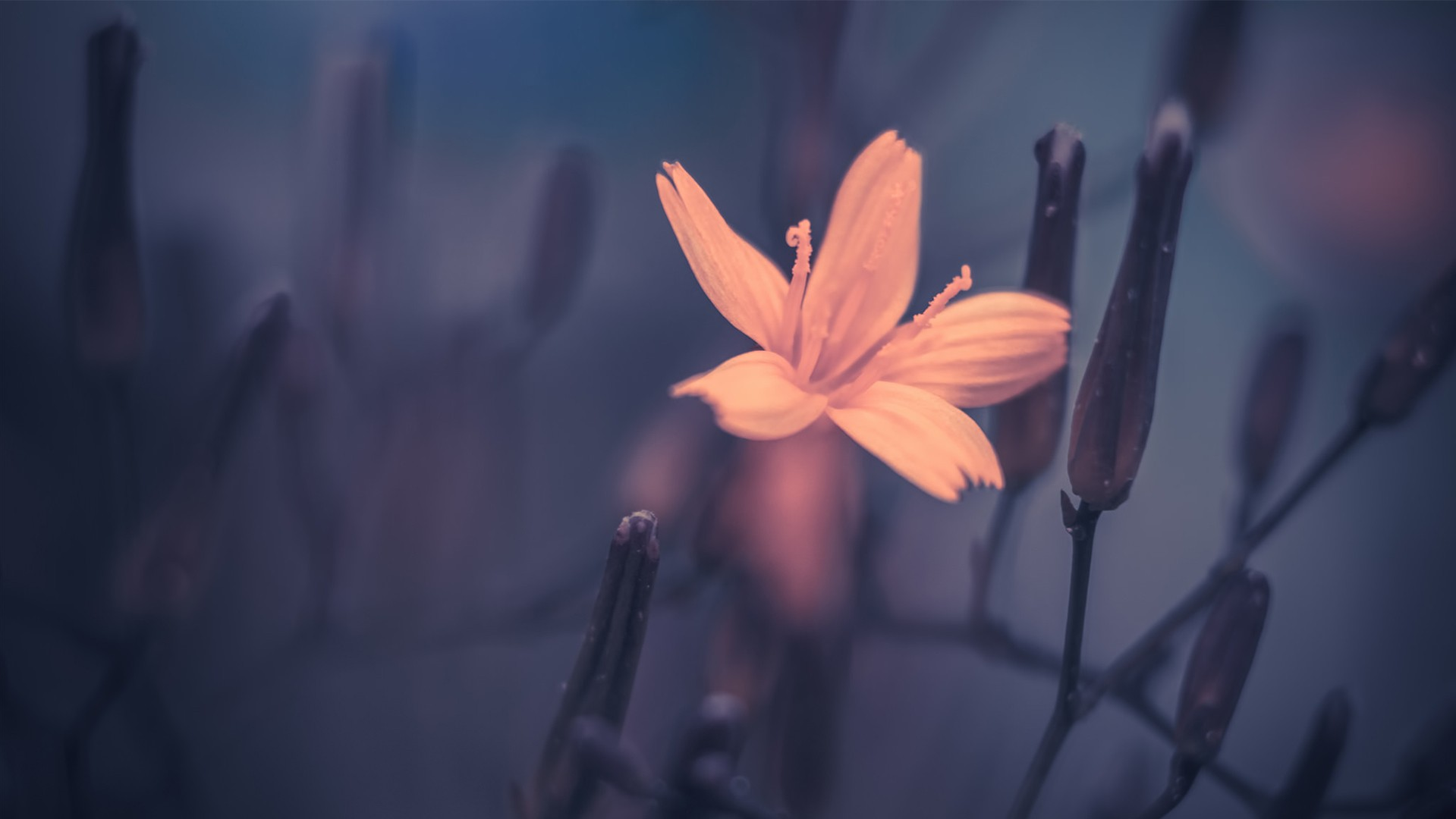 a_close_up_of_a_flower