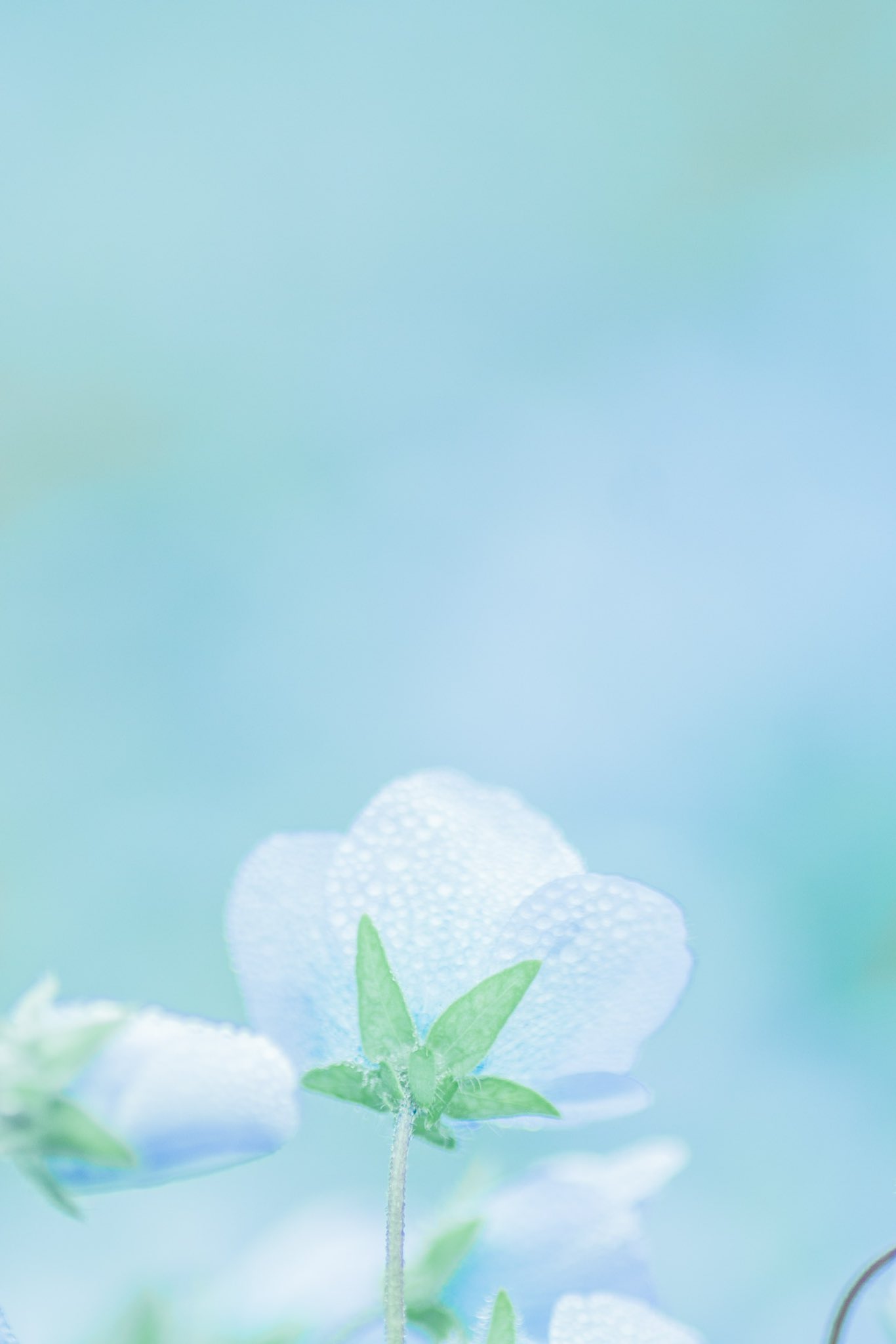 a_close_up_of_a_flower_01