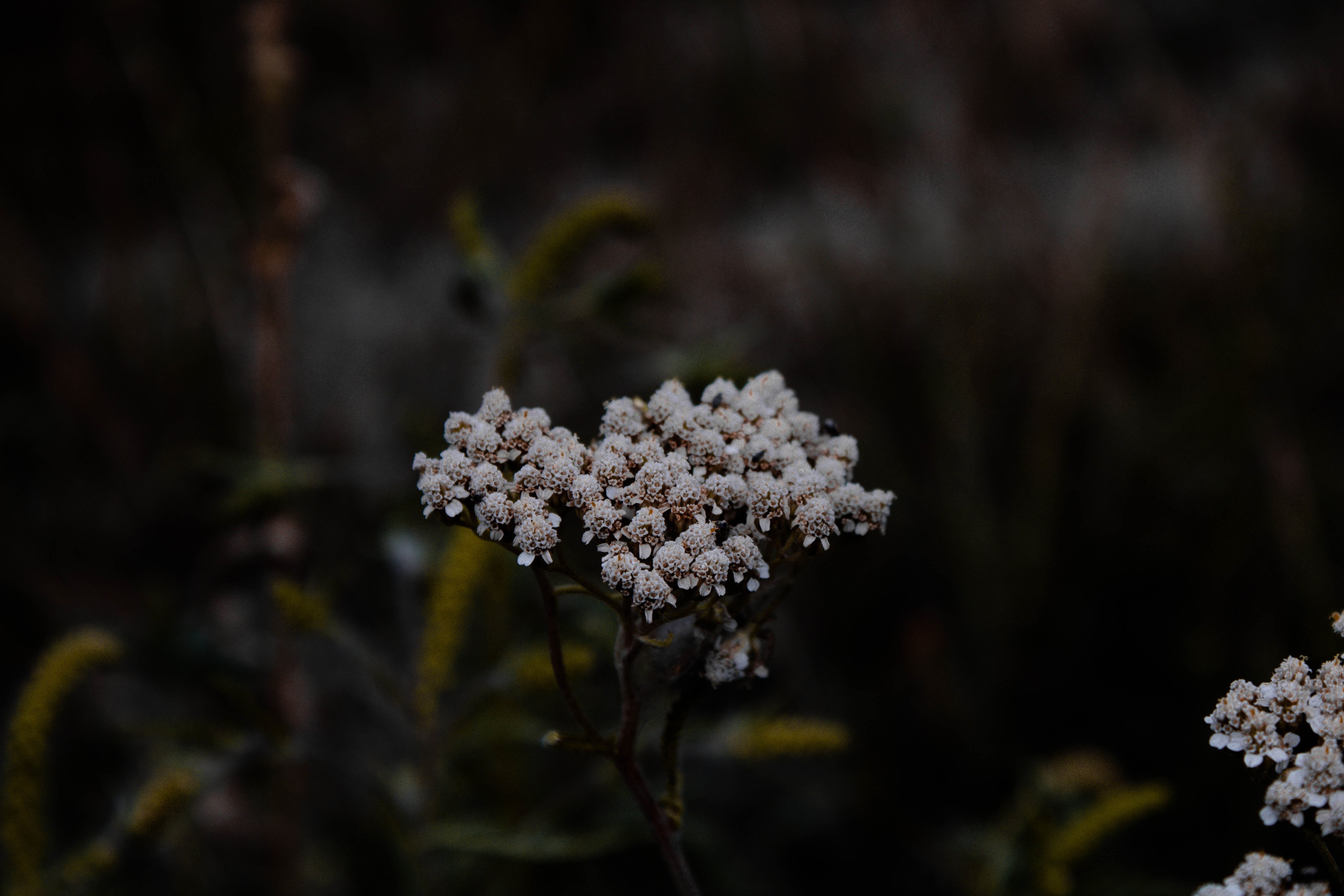 a_close_up_of_a_flower_13