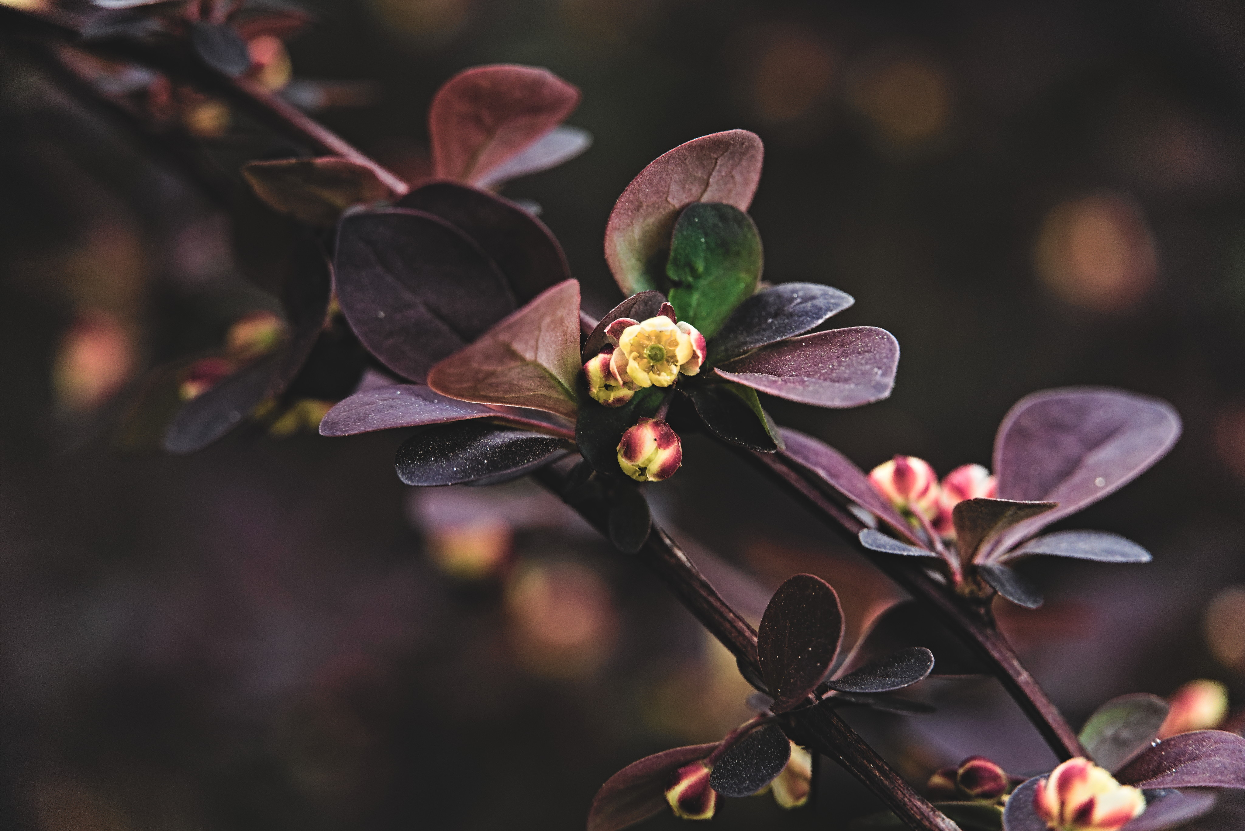 a_close_up_of_a_plant