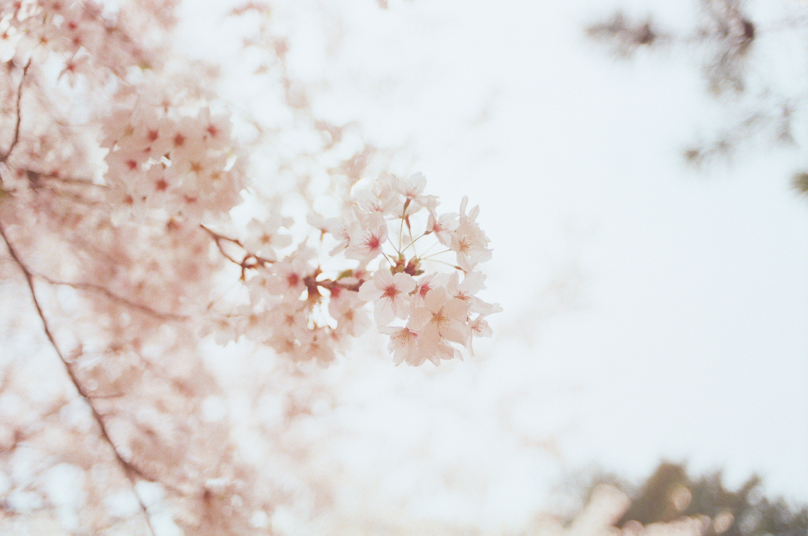 a_close_up_of_a_tree_with_pink_flowers