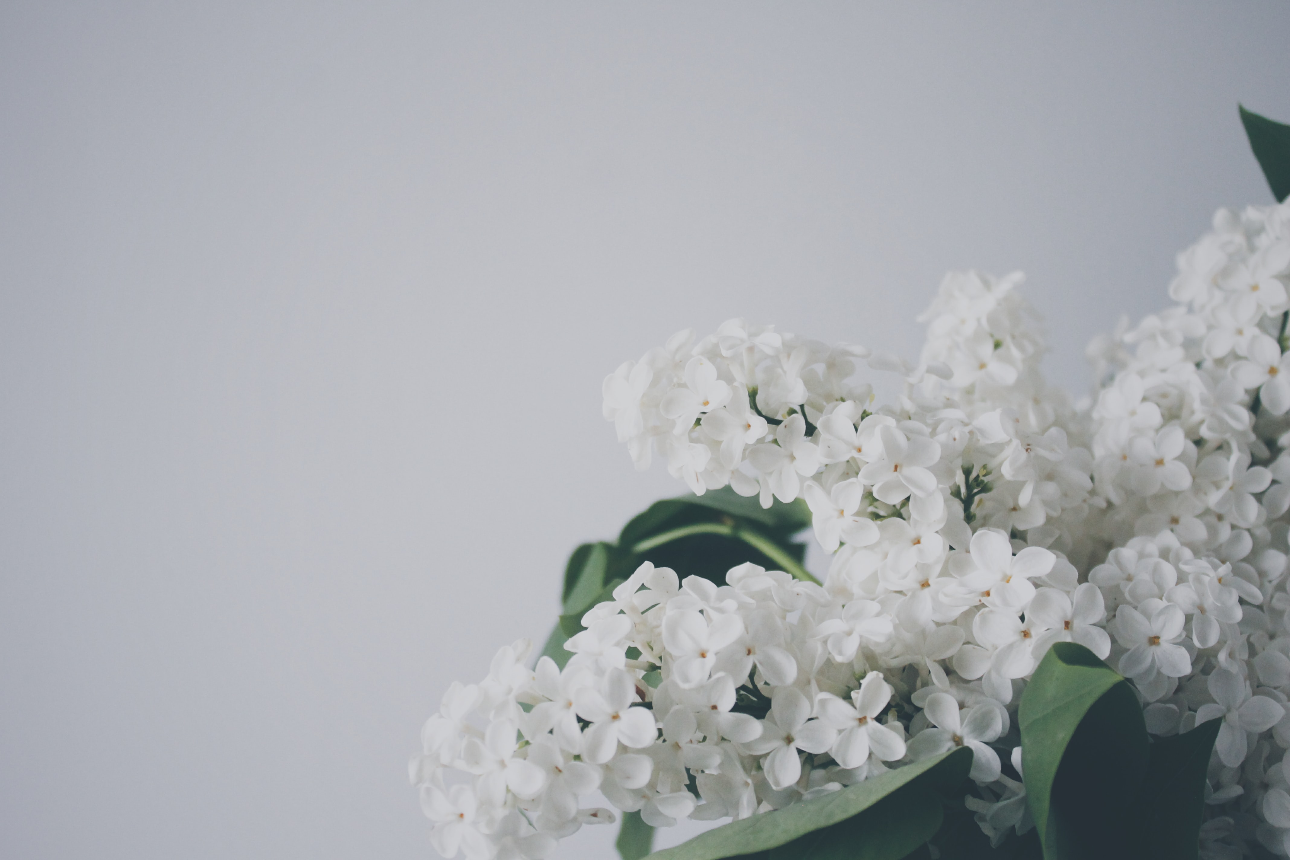 a_close_up_of_a_white_flower