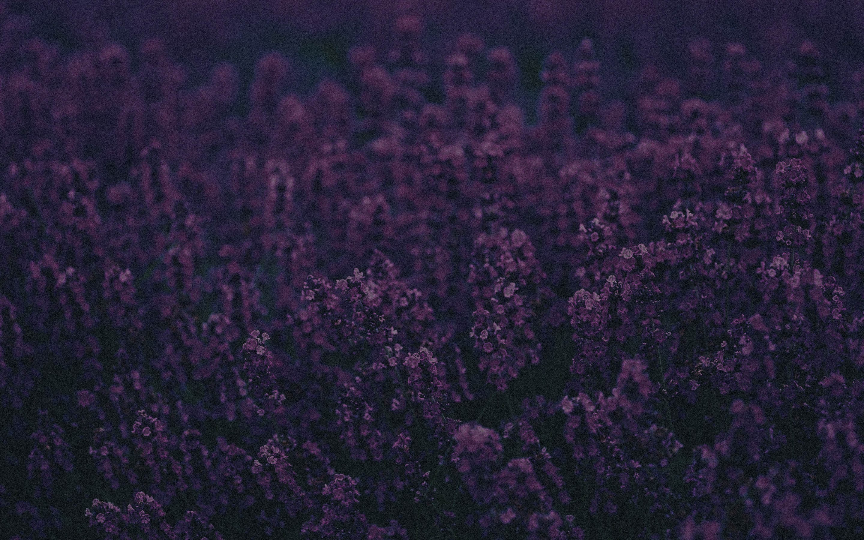 a_close_up_of_purple_flowers