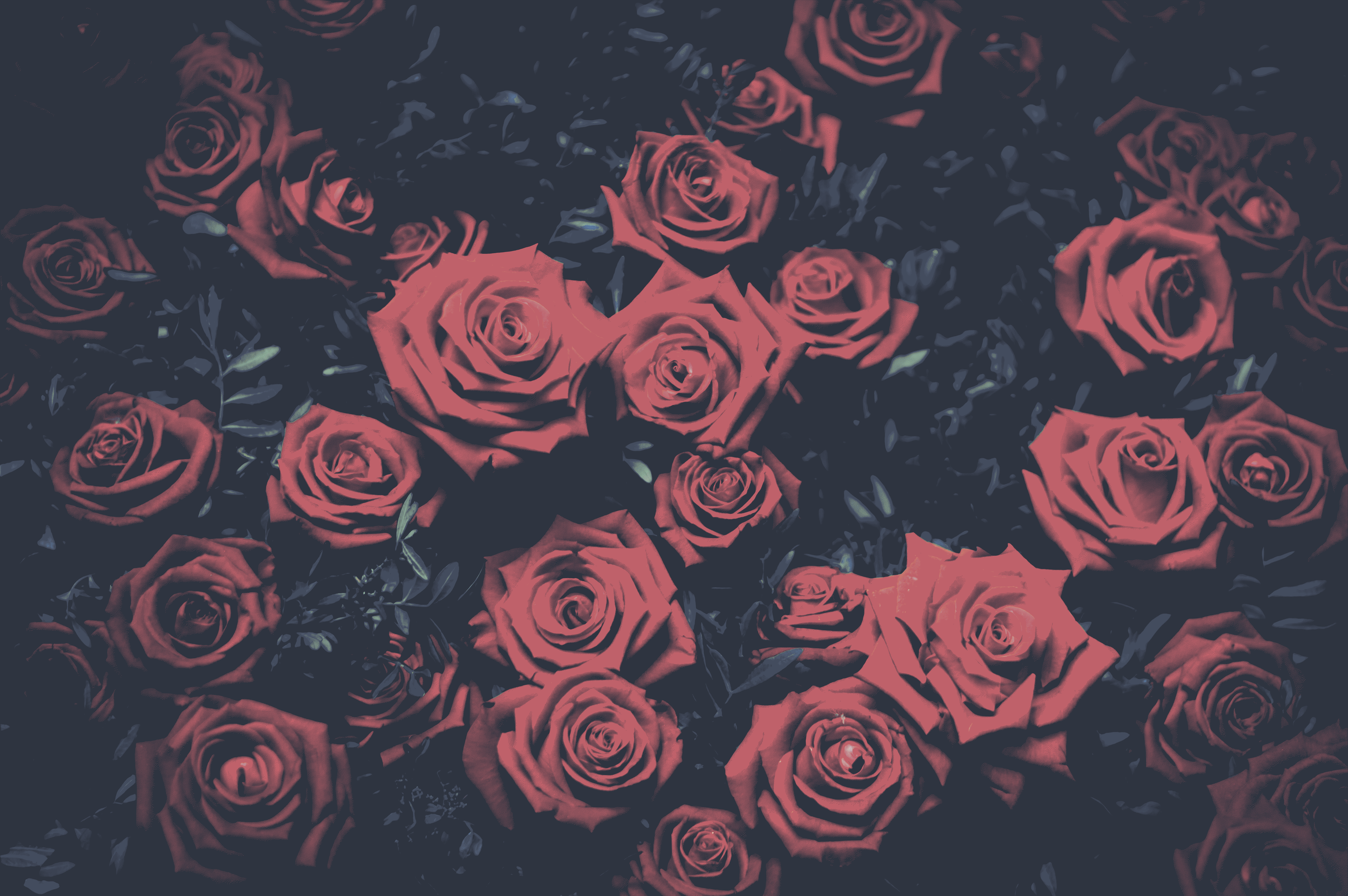 a_group_of_roses_on_a_dark_background