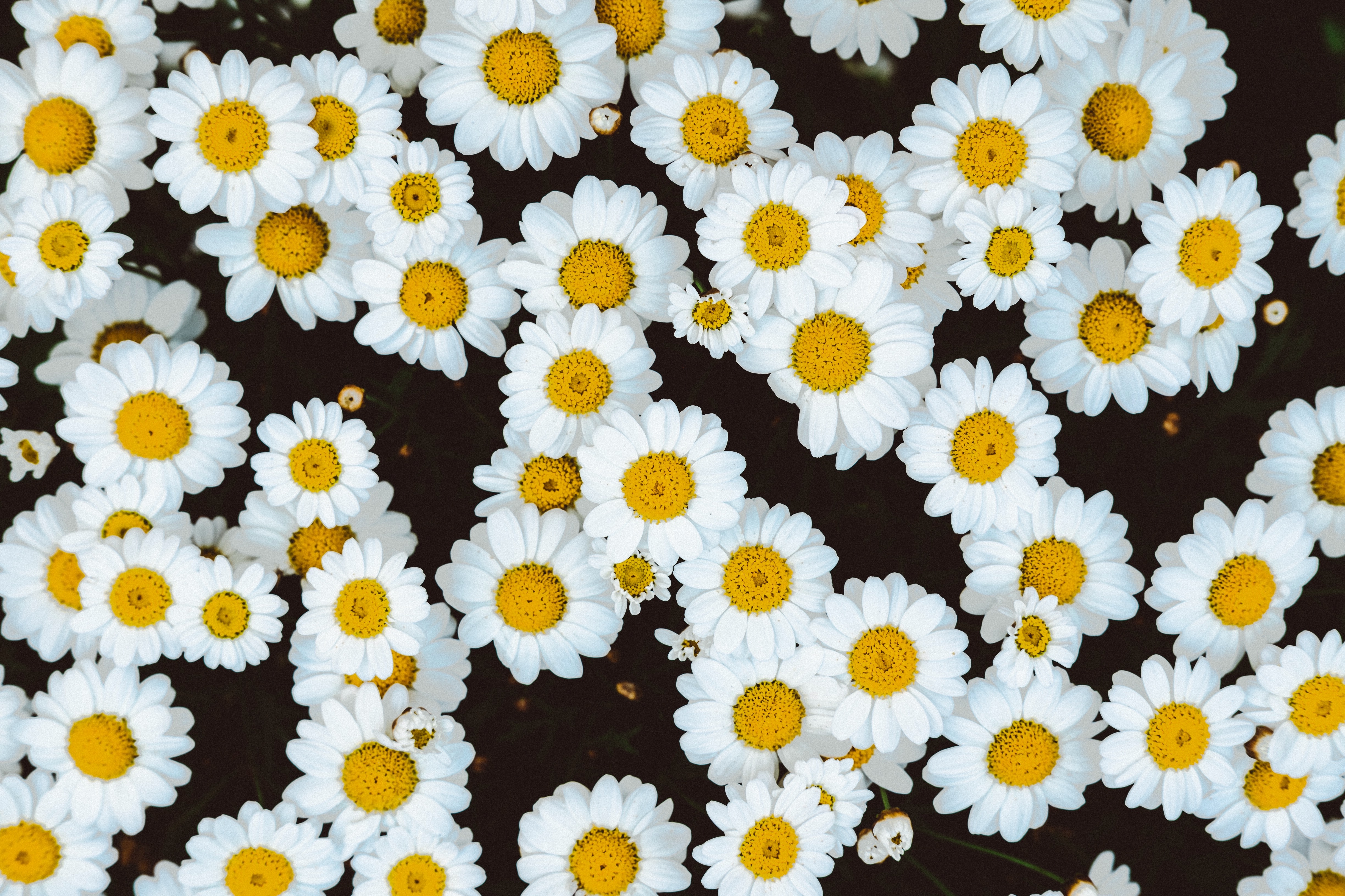 a_group_of_white_and_yellow_flowers