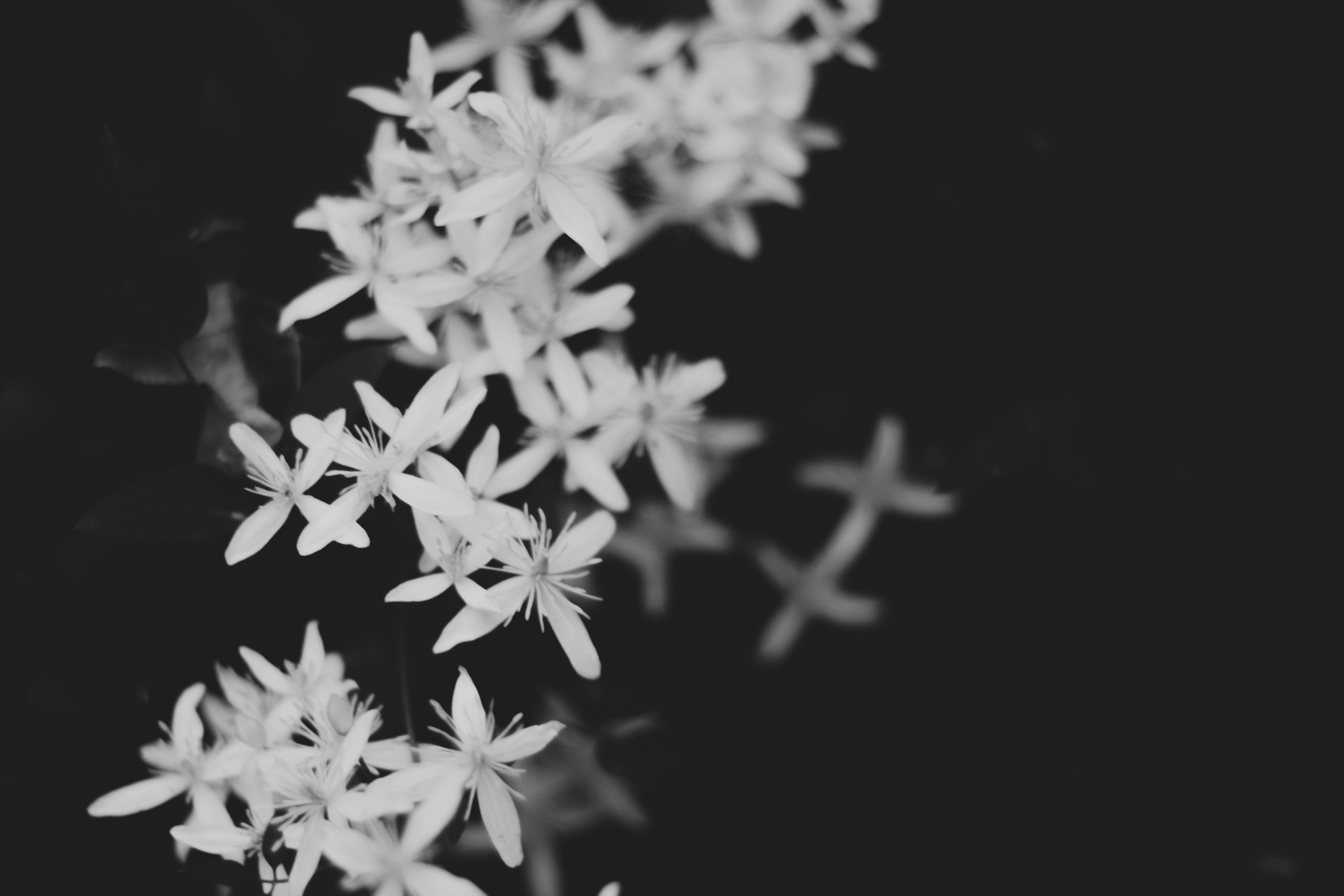 a_group_of_white_flowers