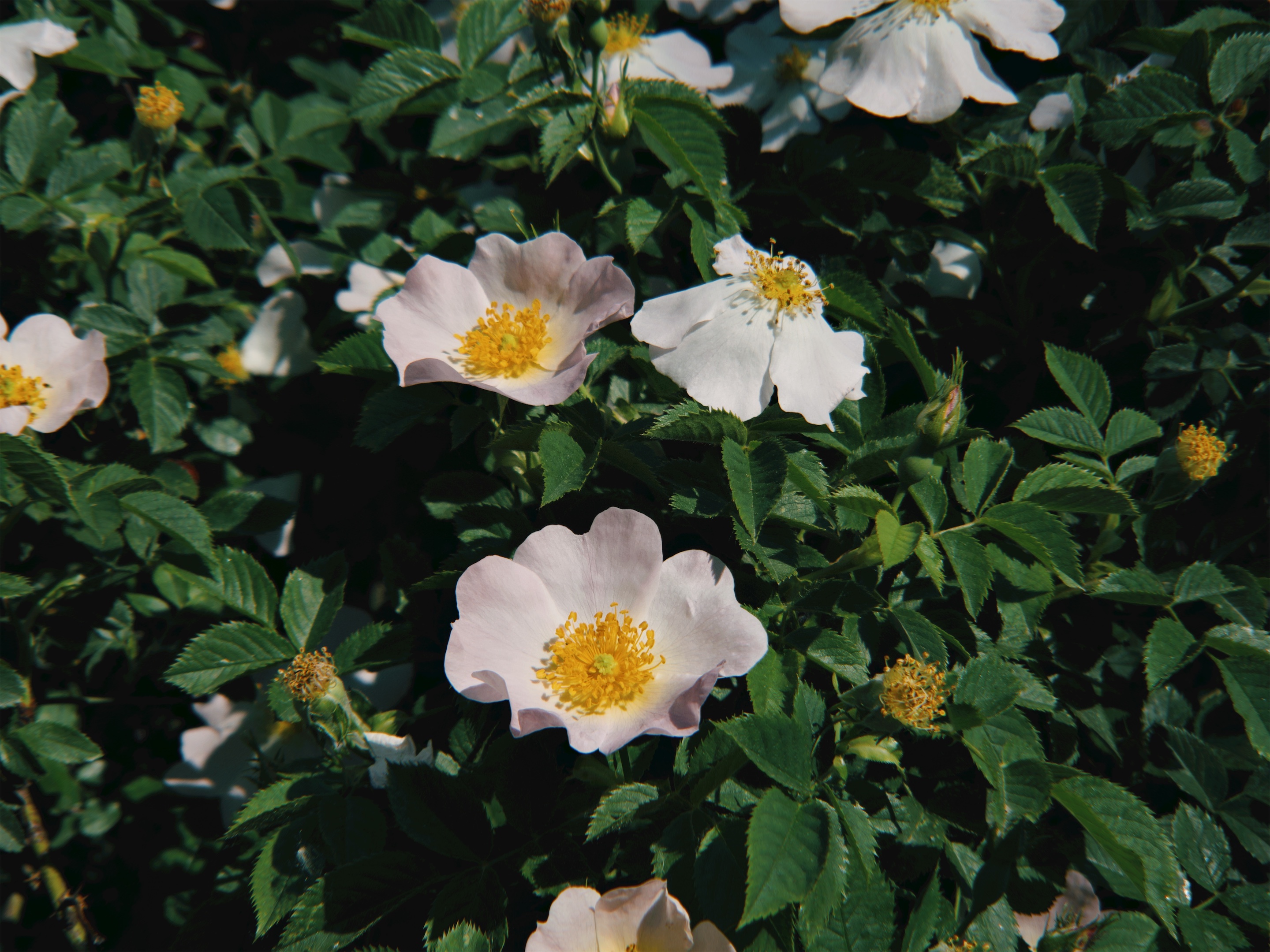 a_group_of_white_flowers_with_yellow_centers