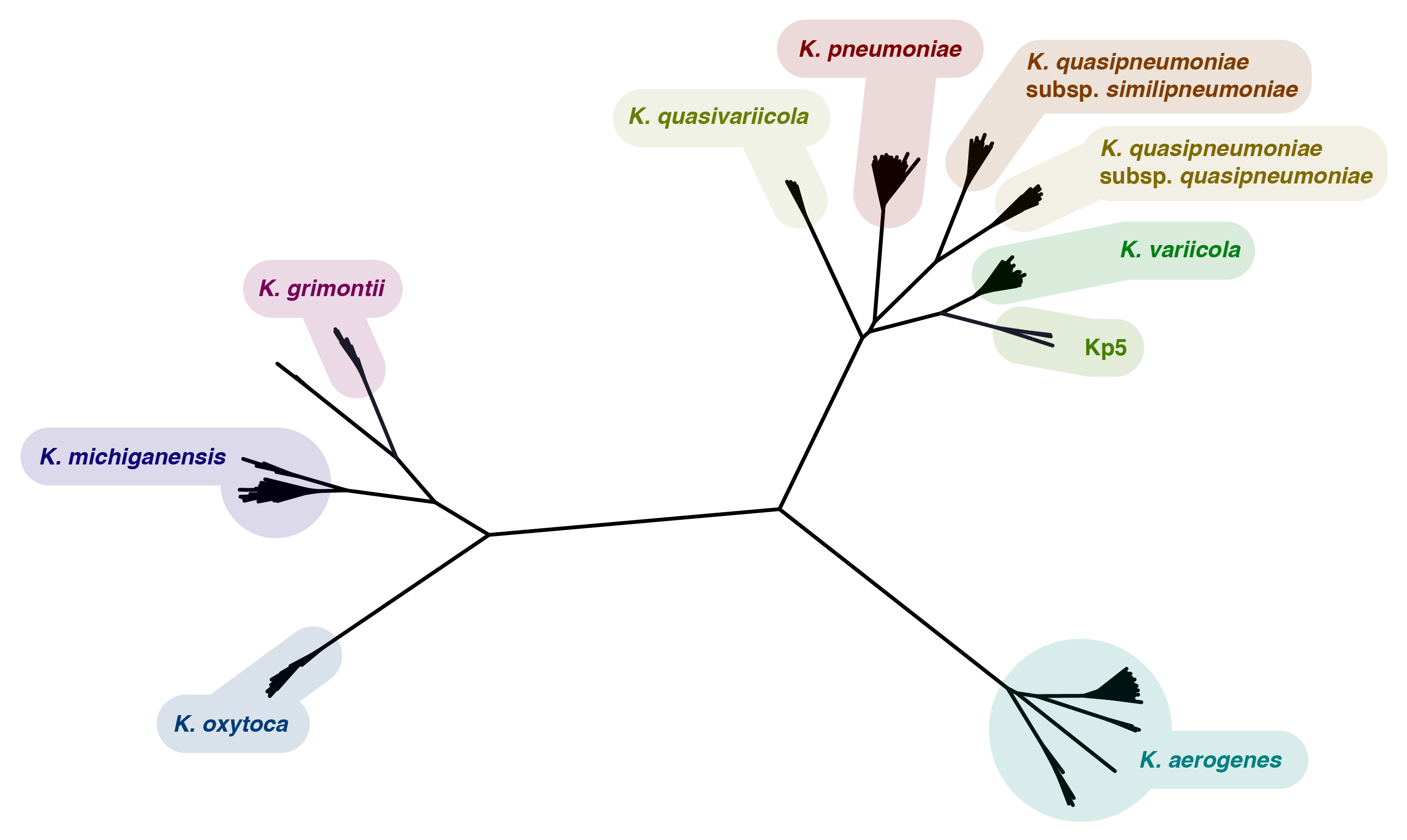 Klebsiella species tree