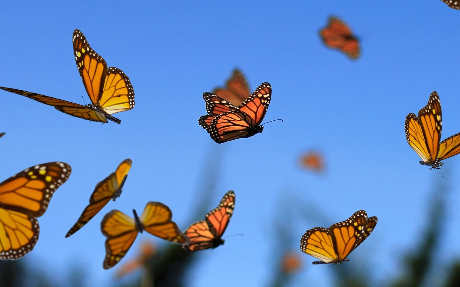 Photo of many Monarch butterflies