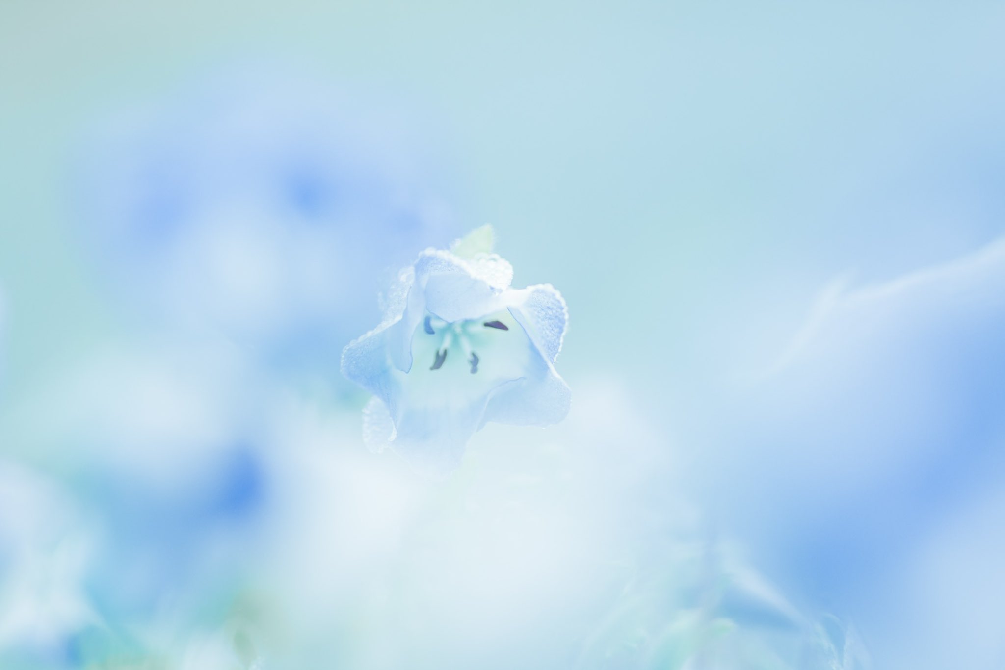 a_close_up_of_a_flower