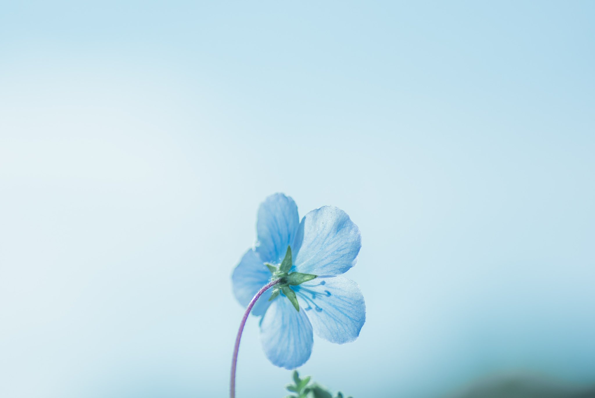 a_close_up_of_a_flower_03