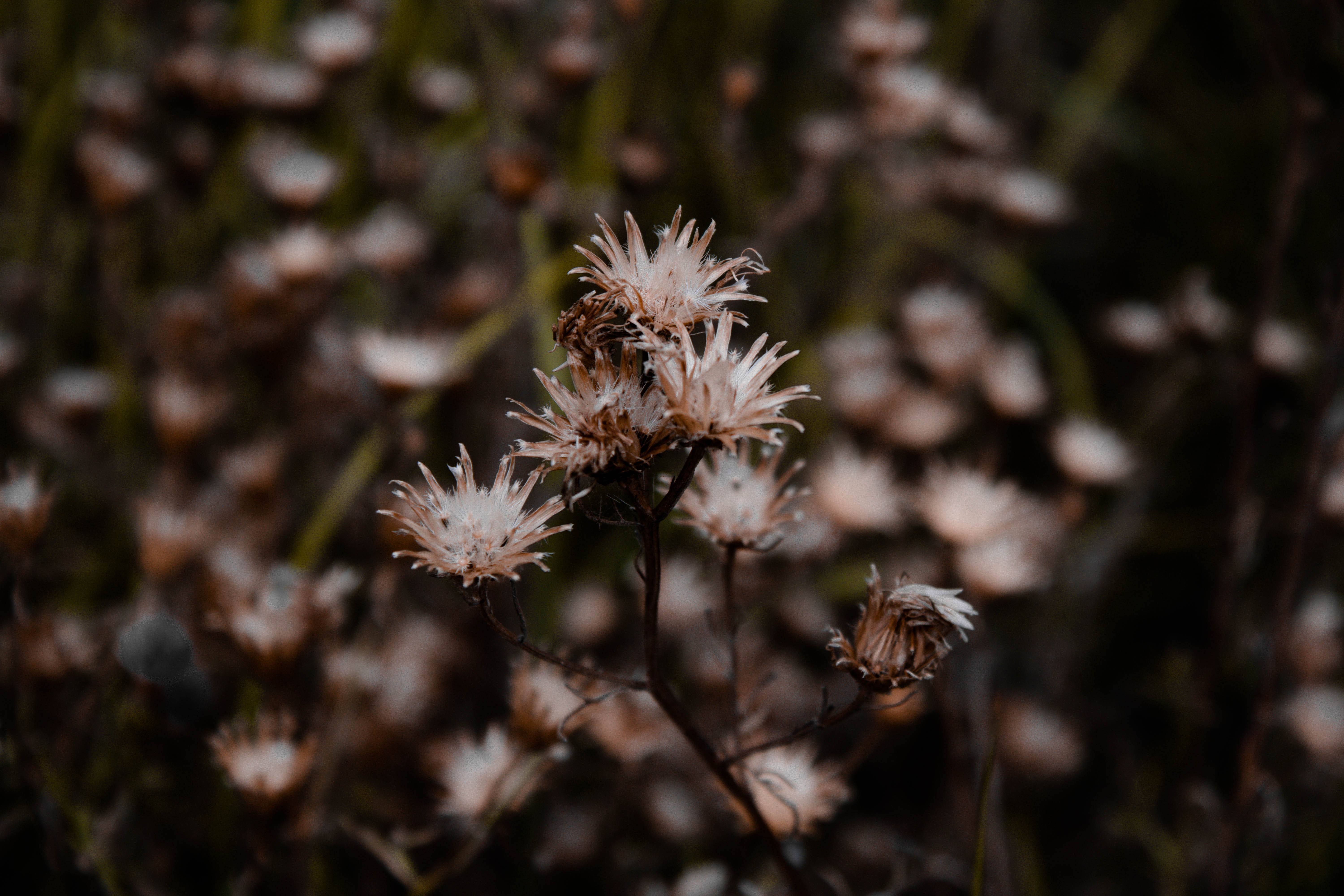 a_close_up_of_a_plant_02