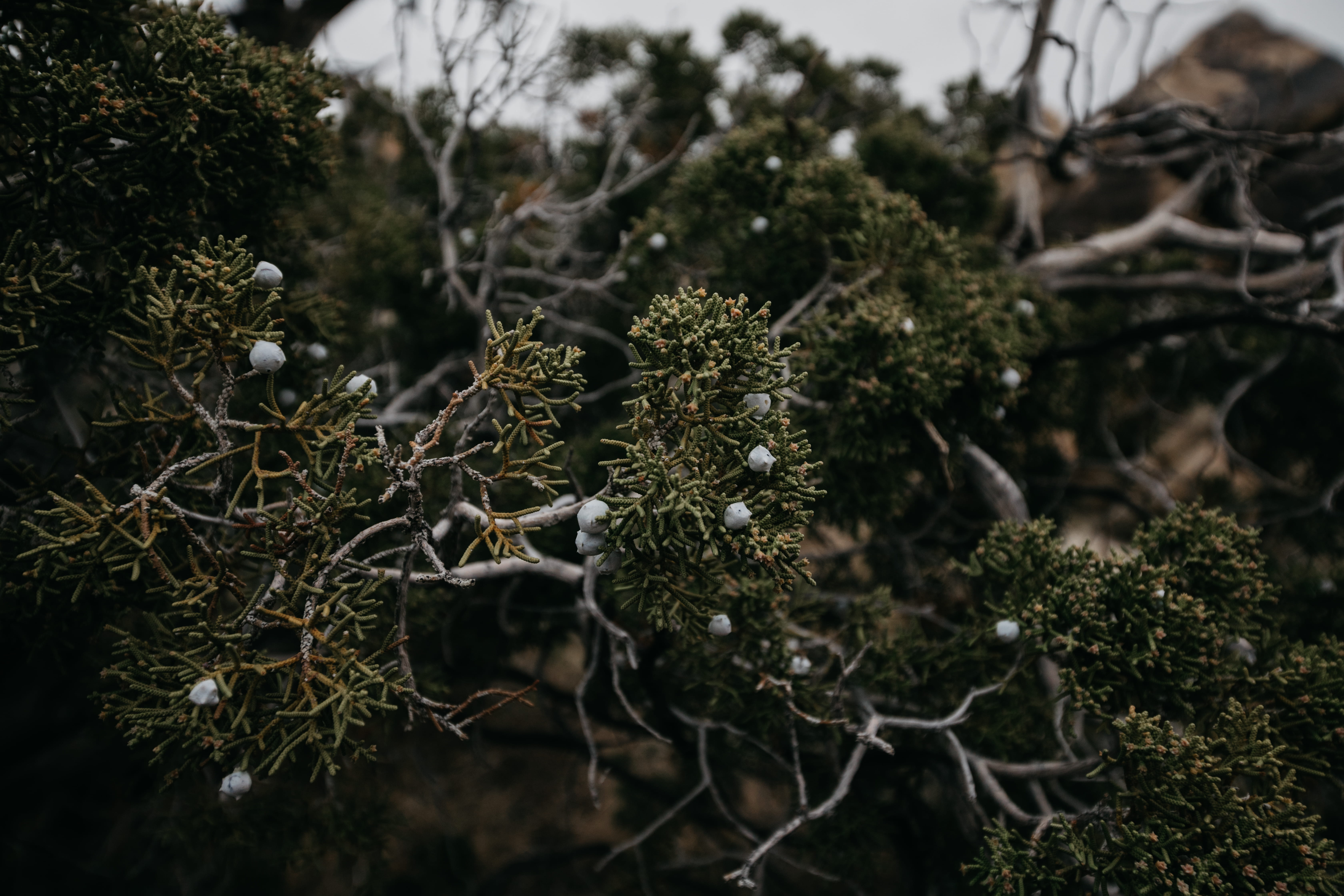 a_close_up_of_a_tree