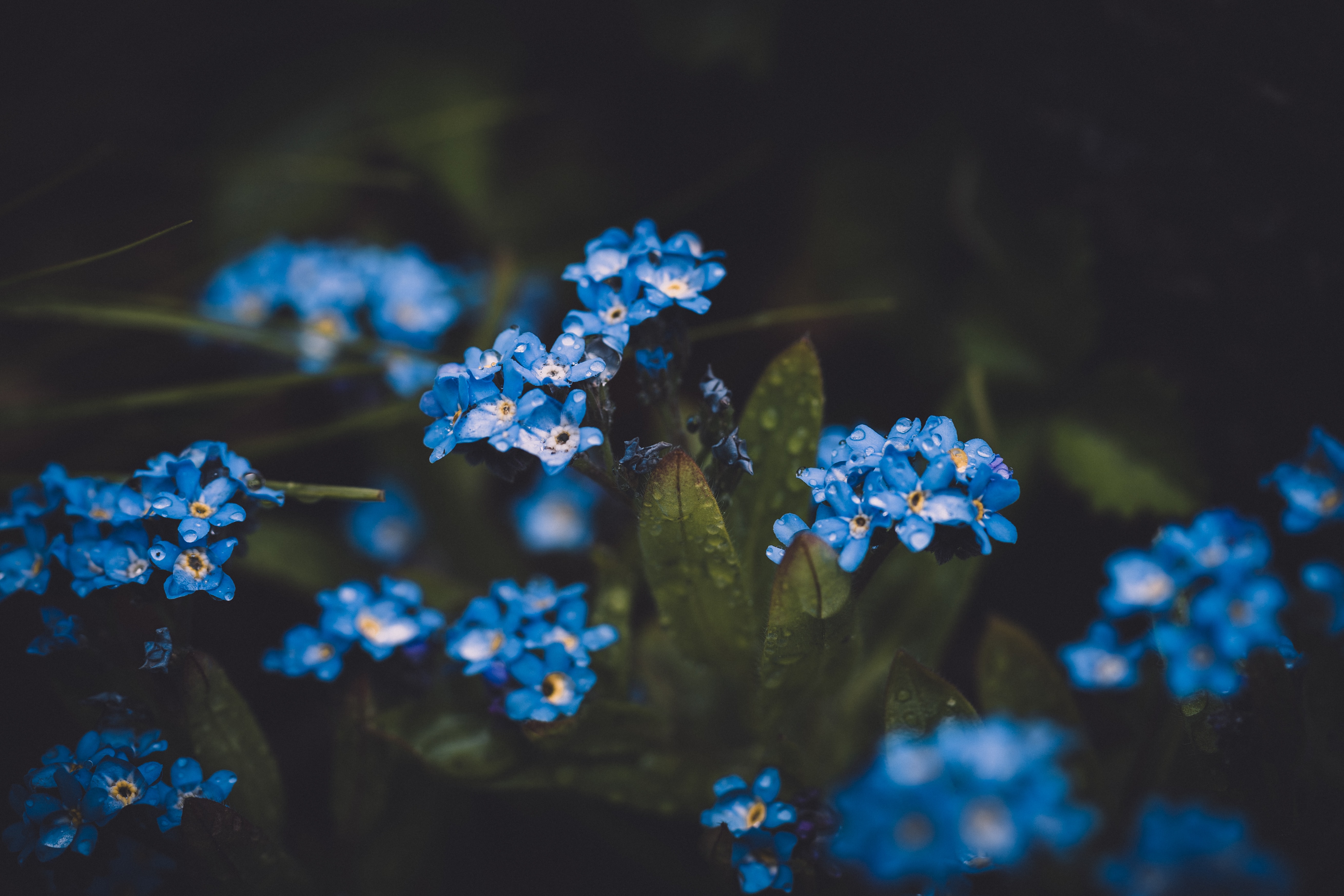 a_group_of_blue_flowers