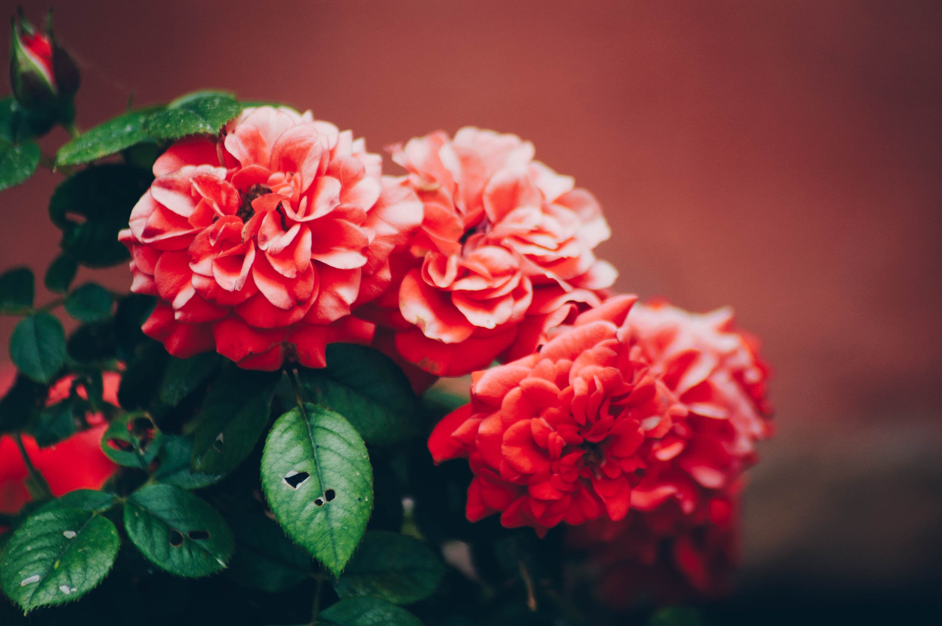 a_group_of_red_flowers