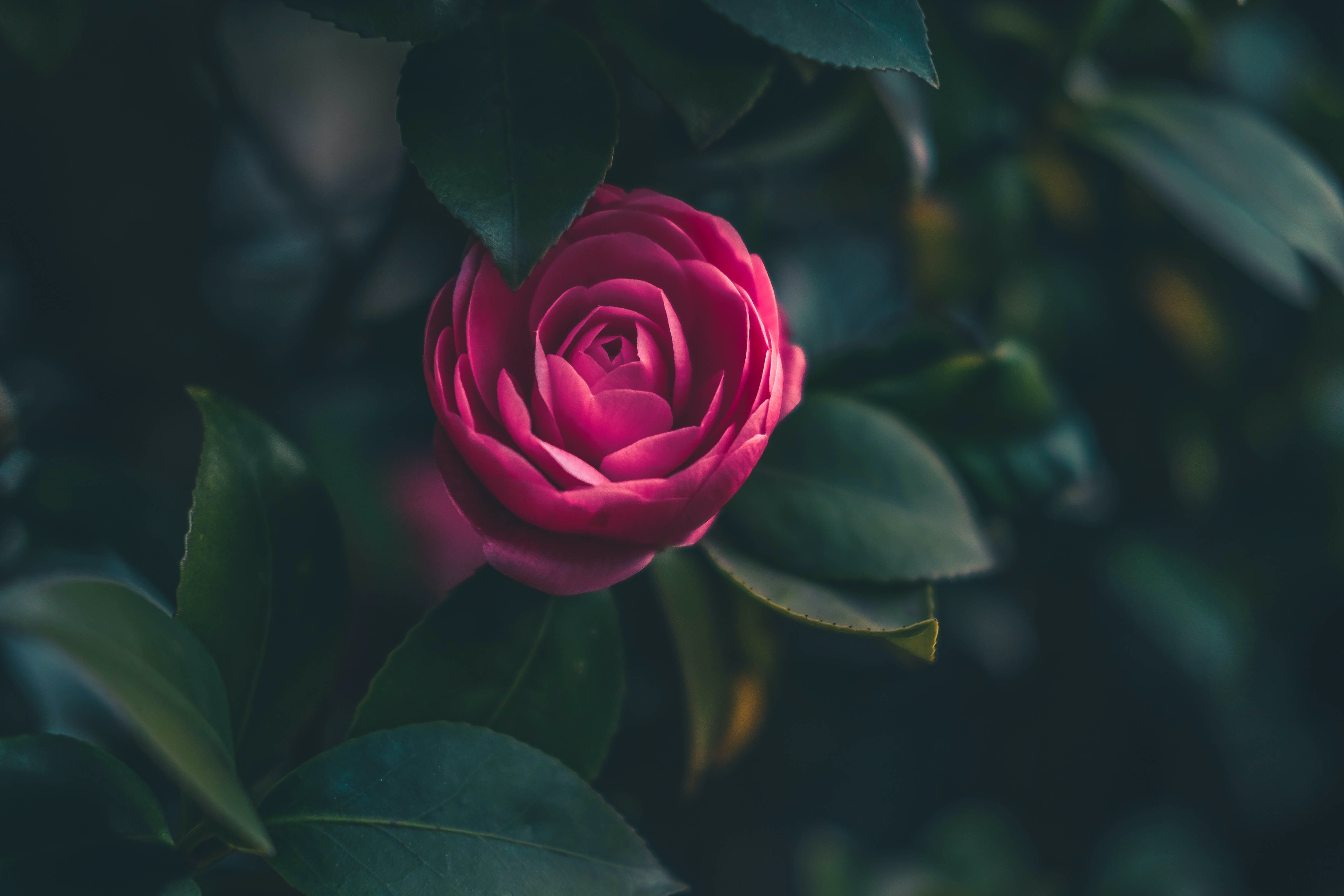 a_pink_flower_on_a_plant