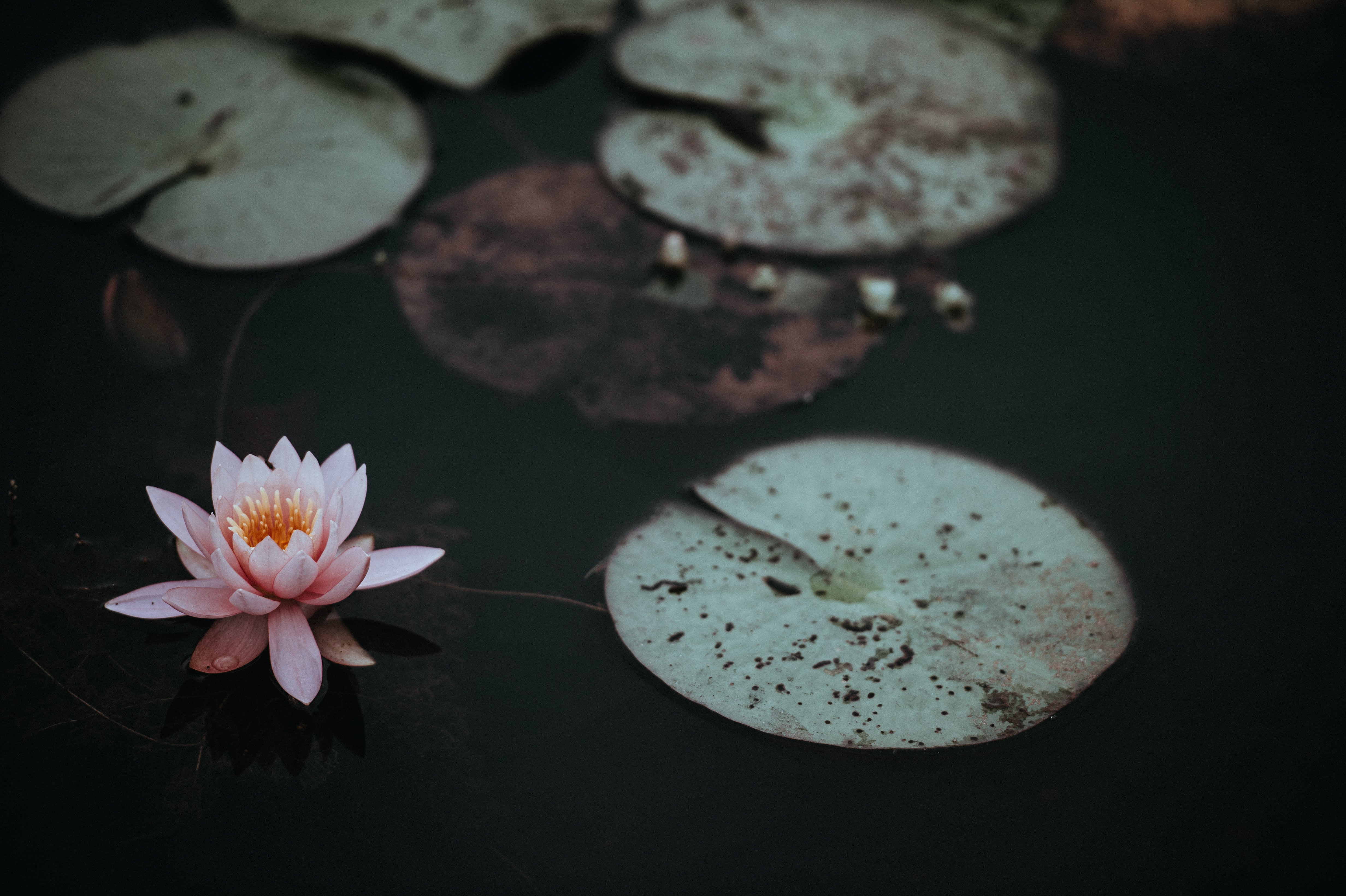 a_pink_flower_on_a_pond