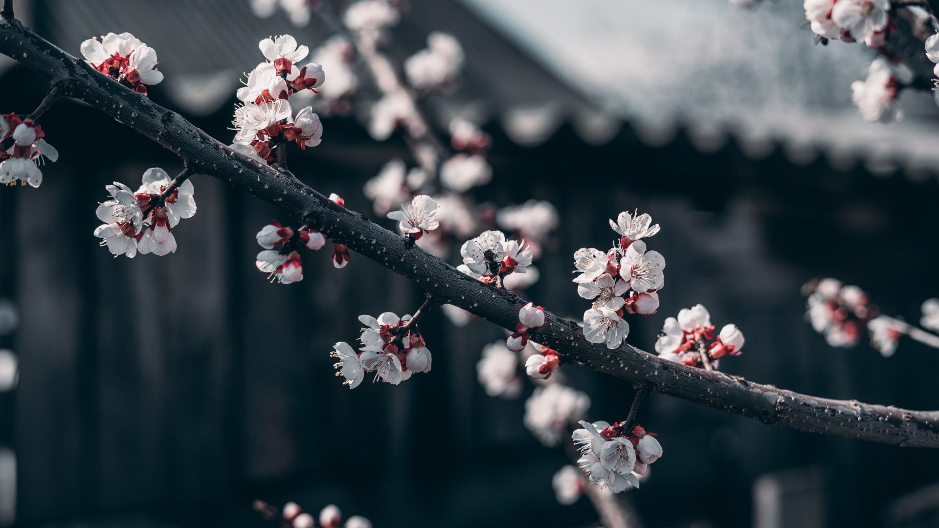 a_branch_with_white_flowers