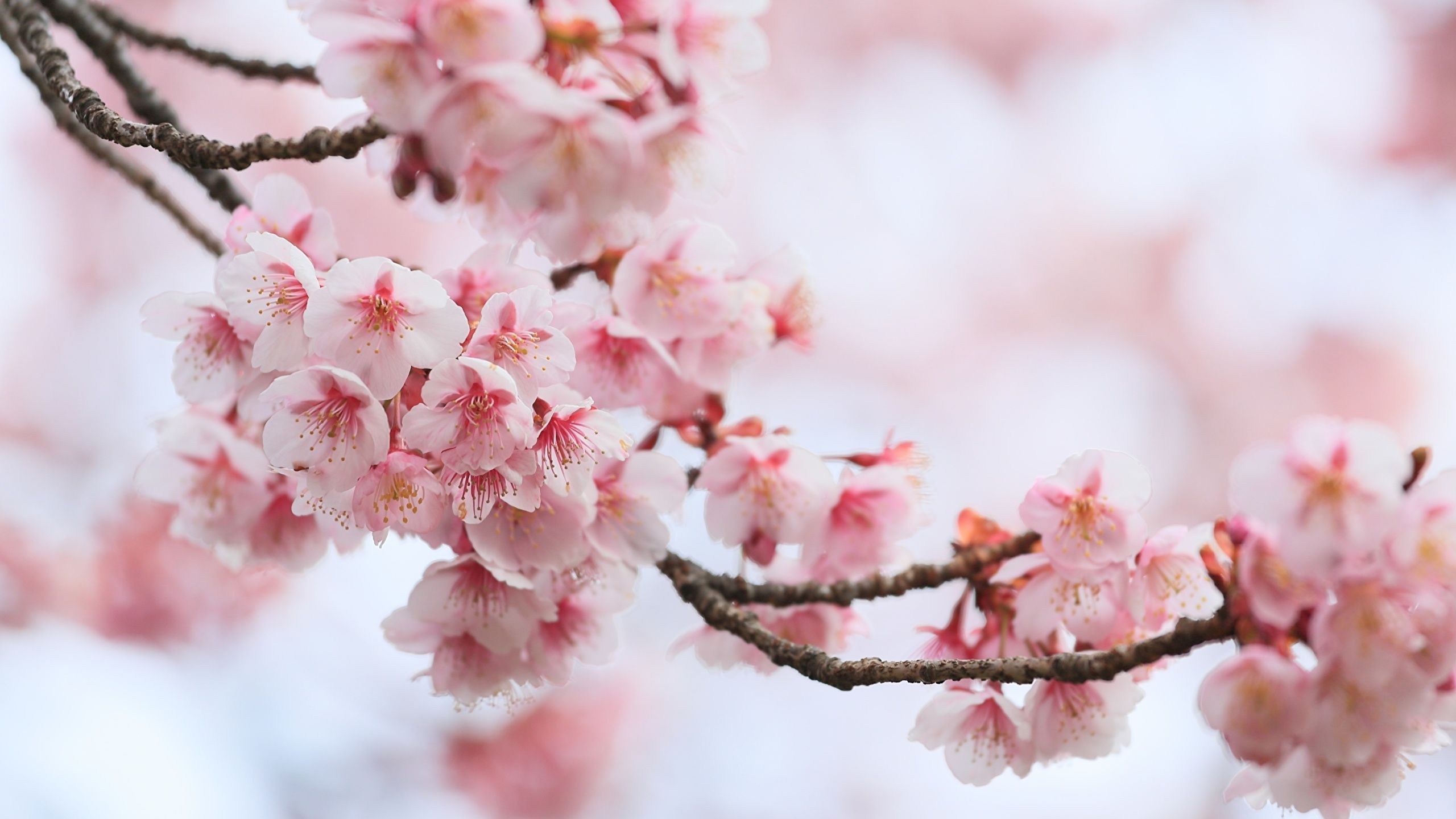 a_close_up_of_a_branch_with_pink_flowers