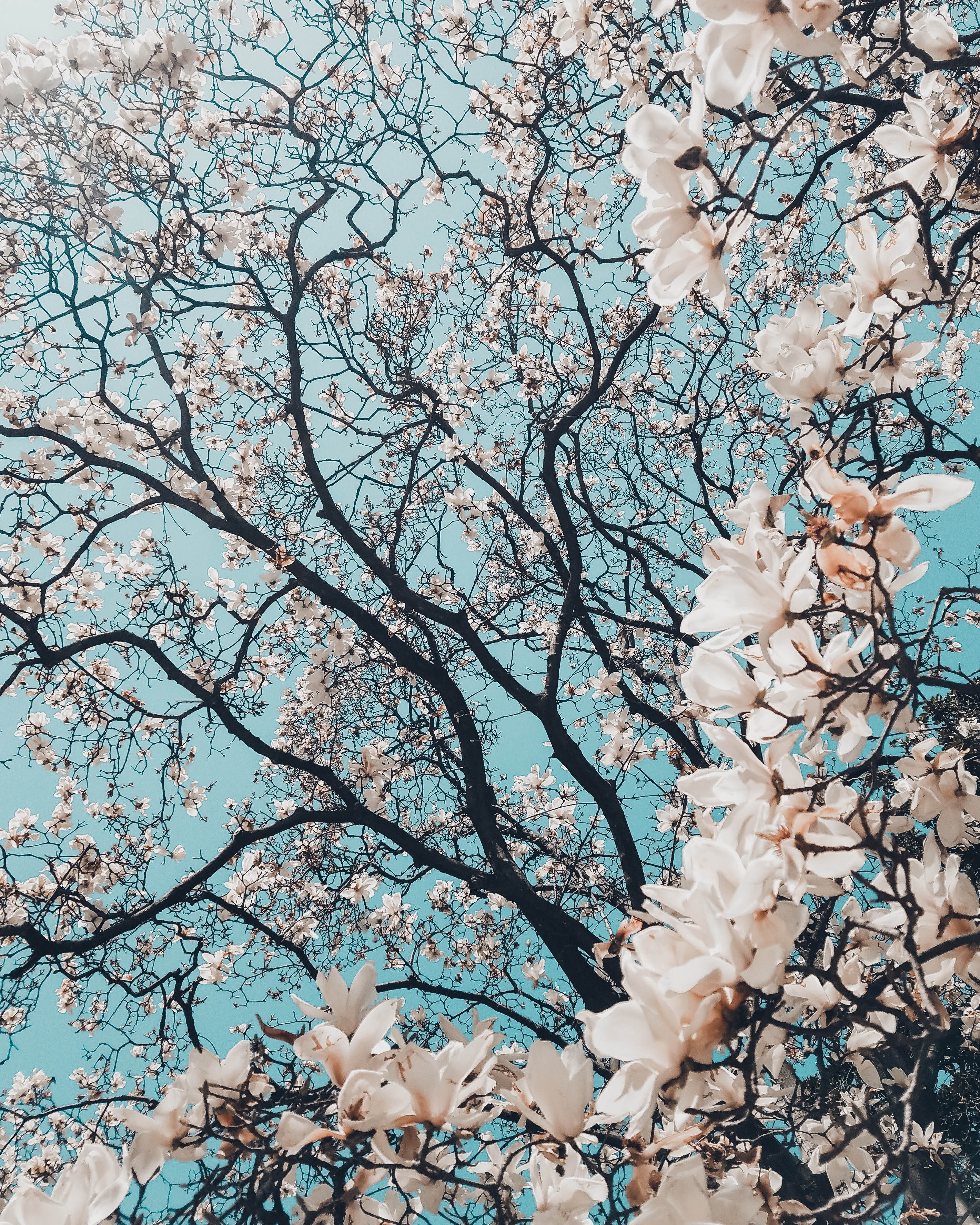 a_tree_with_white_flowers