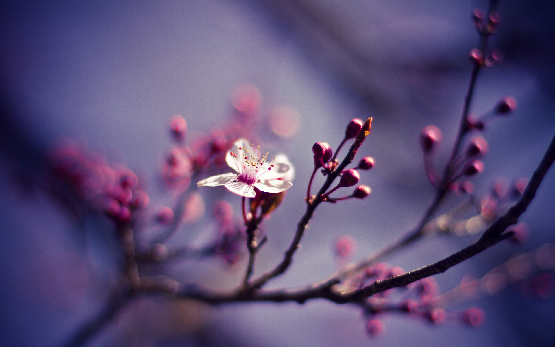 a_white_flower_on_a_tree_branch