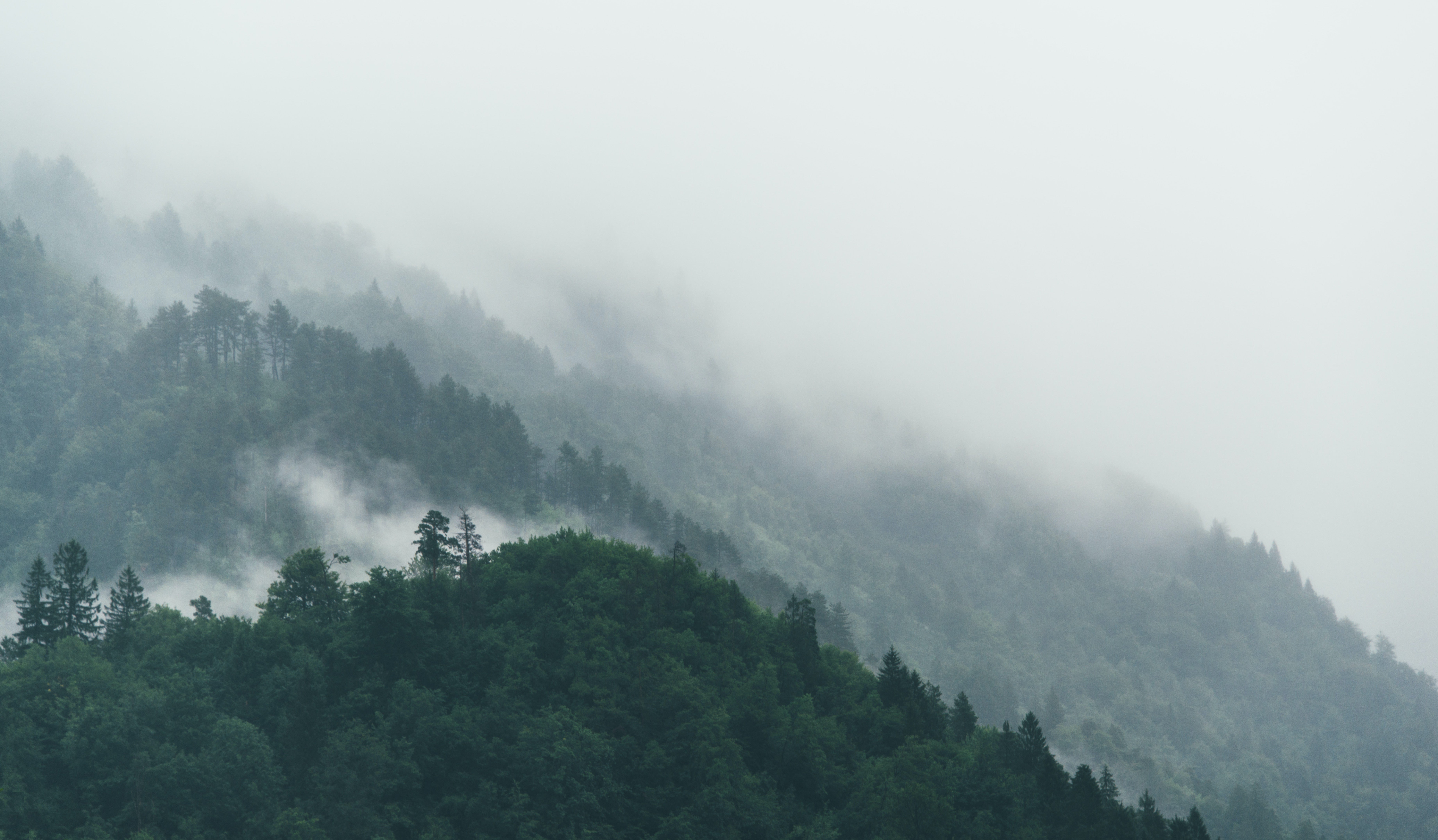 a_foggy_mountain_with_trees