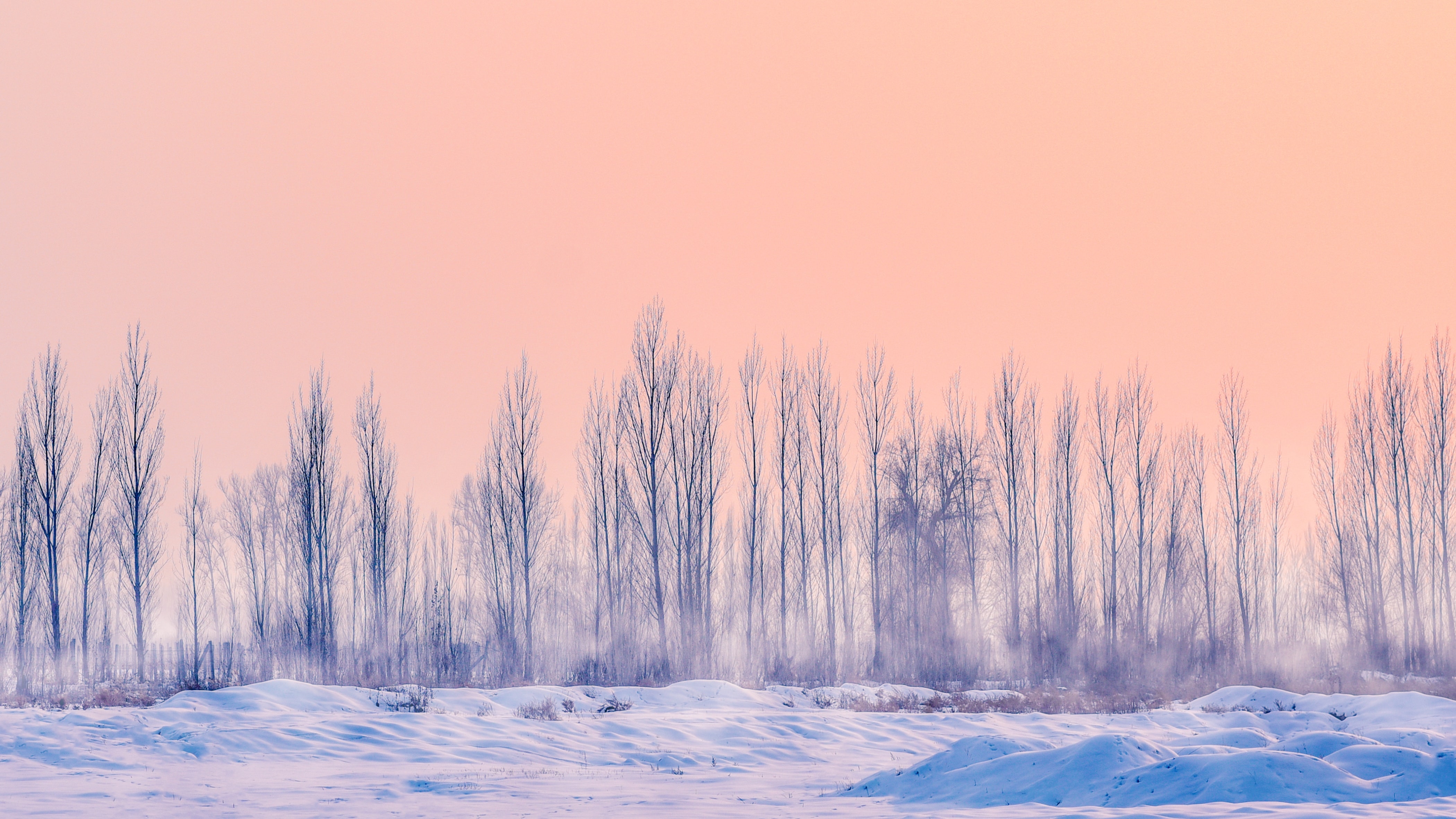 a_group_of_trees_in_a_snowy_field