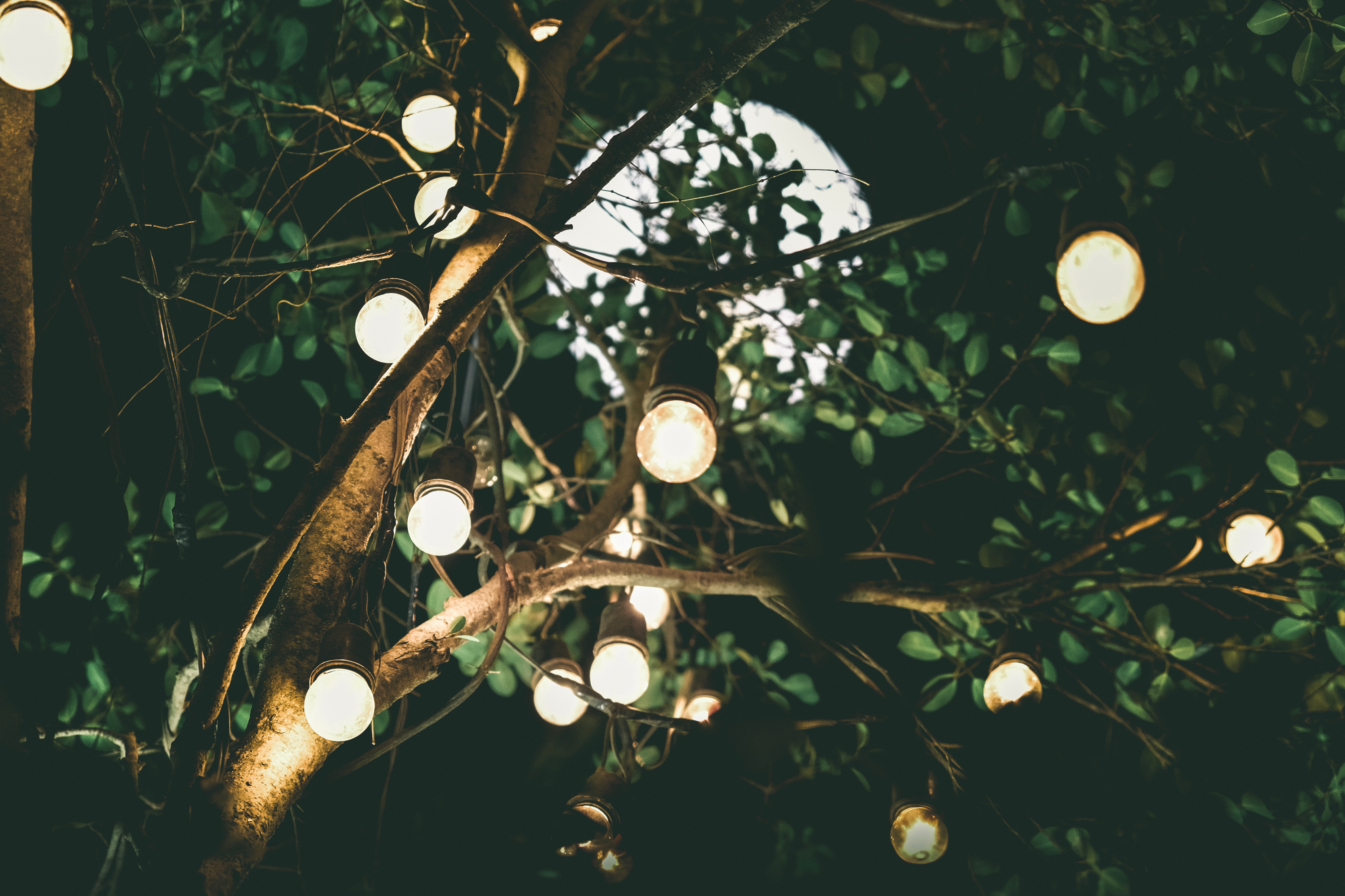 a_tree_with_lights_on_it