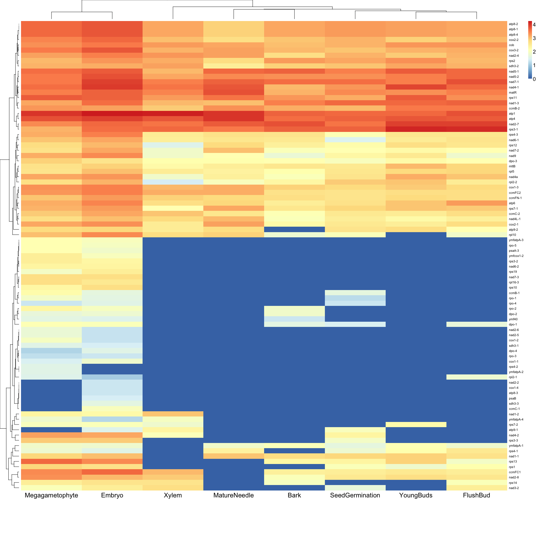 Figure 5: A heatmap of the transcript abundance of mitochondrial protein coding genes. Each column is a tissue sample. Each row is a gene. Each cell represents the transcript abundance of one gene in one sample. The colour scale is log<sub>10</sub>(TPM), where TPM is transcripts per million as measured by Salmon.