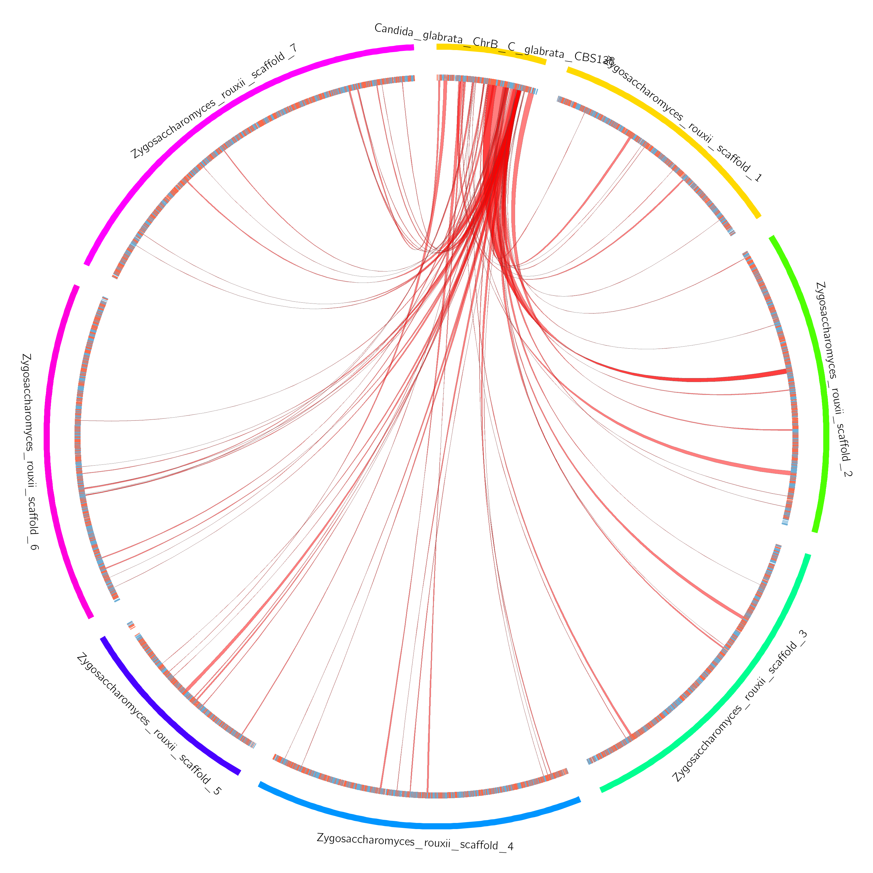 Circos representation of syntenic clusters between C glabrata and Z rouxii on chromosome B of C. glrabrata