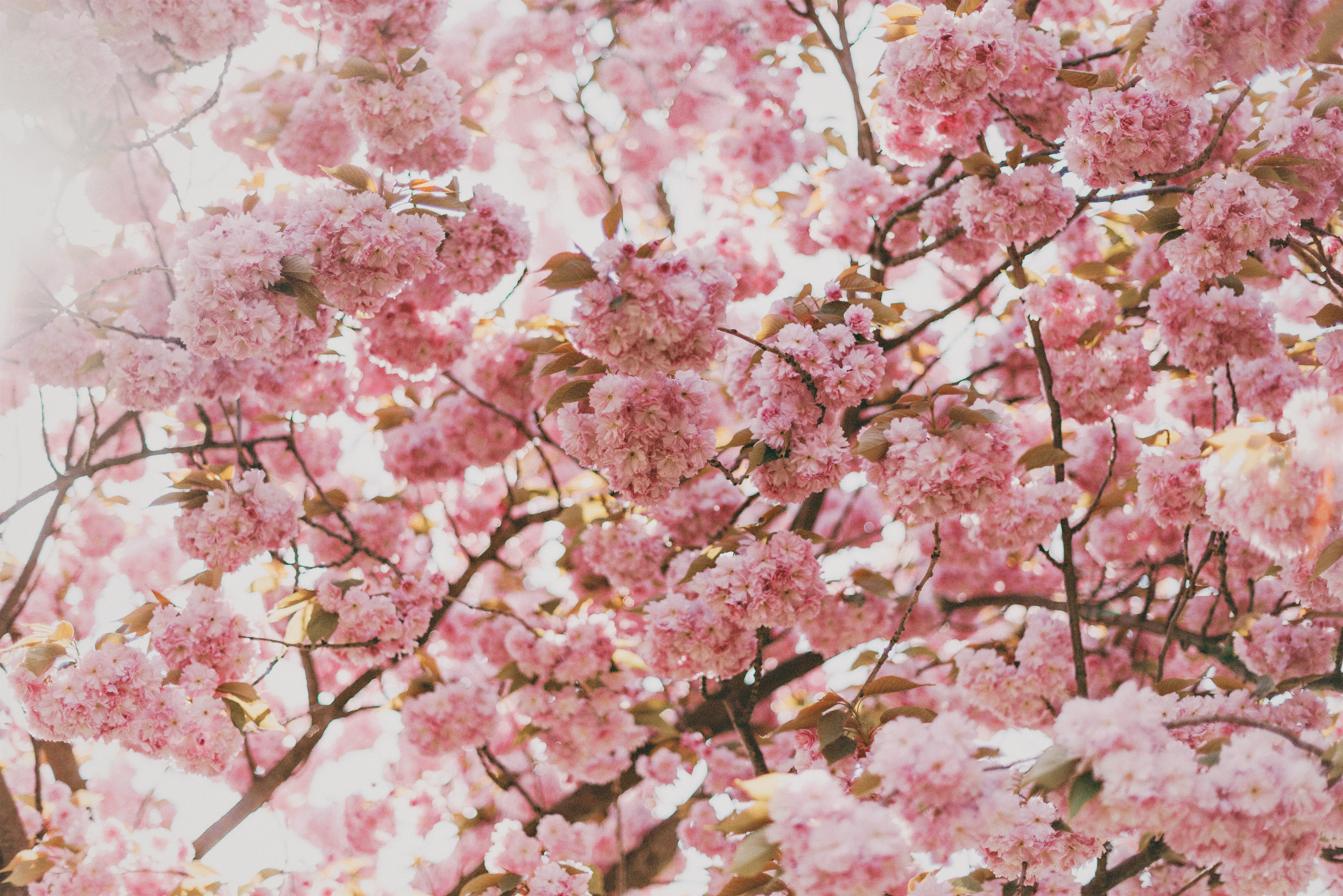 a_tree_with_pink_flowers