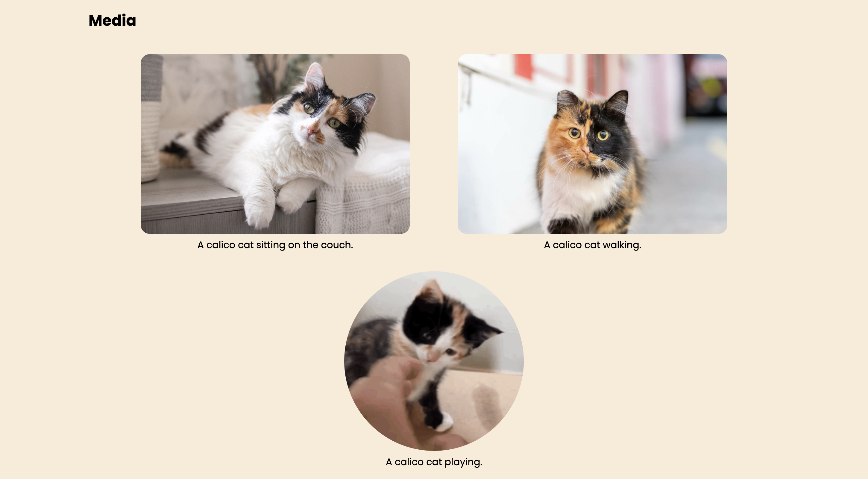 Calico cats blog