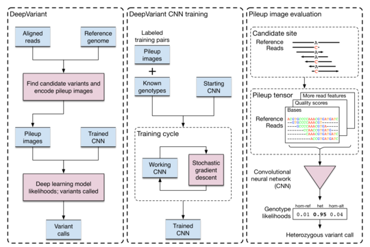 DeepVariant workflow