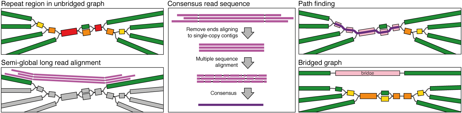 Long read bridging