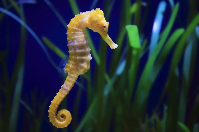 Seahorse 2