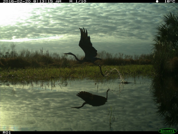 Bird flying above water