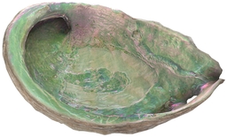 IridescenceAbalone